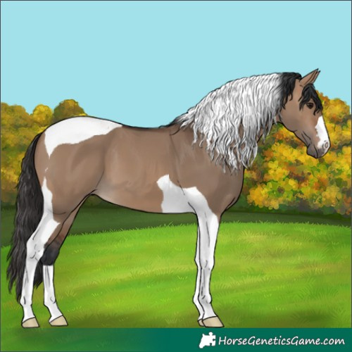 Horse Color:Brown Dun Tobiano 