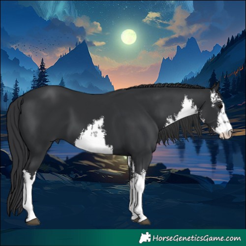 Horse Color:White Spotted Black 
