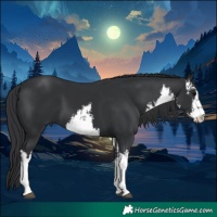 Horse Color:White Spotted Black 