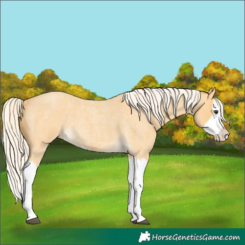 Horse Color:Palomino Roan Splash 
