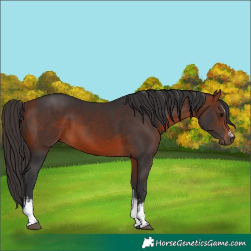 Horse Color:White Spotted Bay 