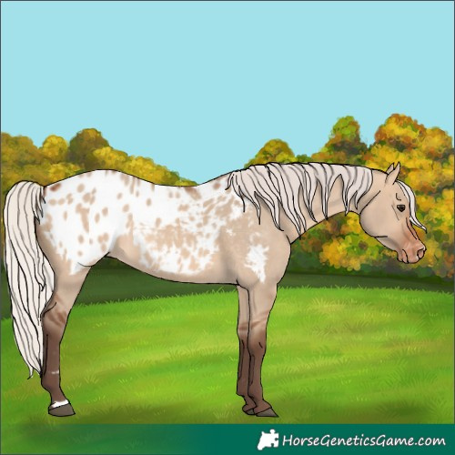 Horse Color:Silver Brown Dun Appaloosa 