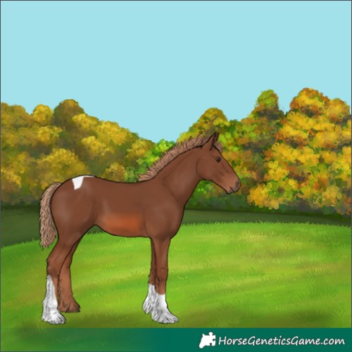 Horse Color:Chestnut Tobiano