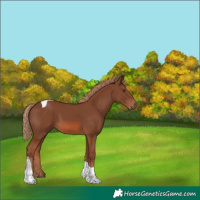 Horse Color:Chestnut Tobiano