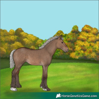 Horse Color:Silver Brown Dun