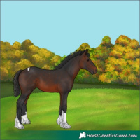 Horse Color:Brown Tobiano 