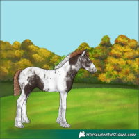 Horse Color:Liver Chestnut Tobiano 