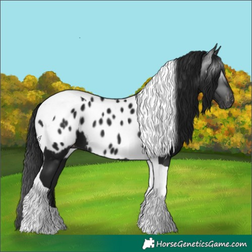 Horse Color:Gray Black Tobiano Appaloosa 