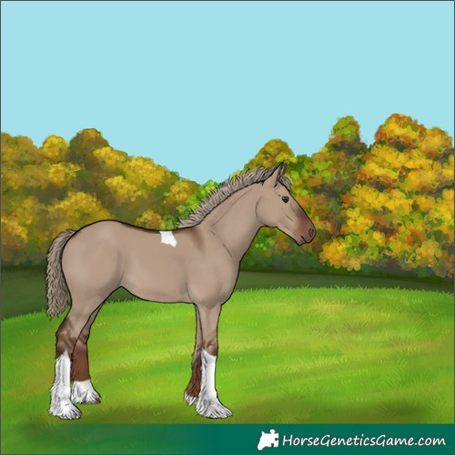 Horse Color:Liver Red Dun Tobiano