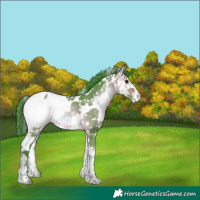 Horse Color:Watercolor White Spotted Brown Onyx Appaloosa 