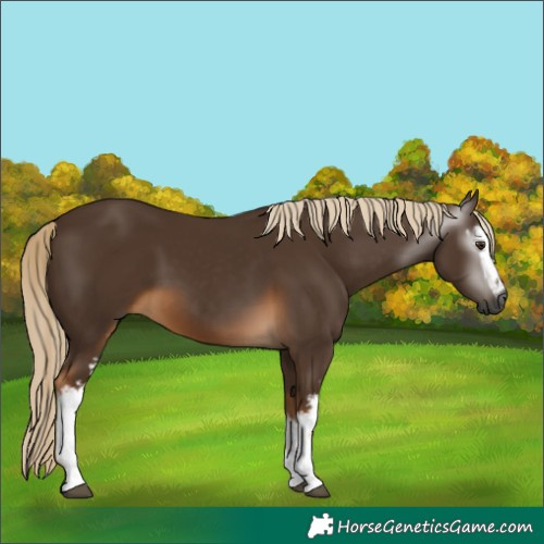 Horse Color:Gray White Spotted Chocolate Palomino 