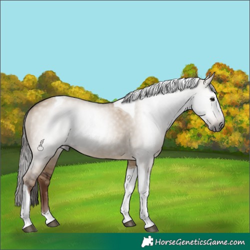 Horse Color:Gray Liver Red Dun Tobiano 