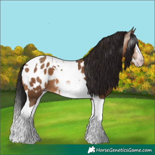 Horse Color:Gray Amber Champagne Splash Tobiano Appaloosa 