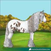 Horse Color:Gray Silver Grullo Splash Tobiano Appaloosa