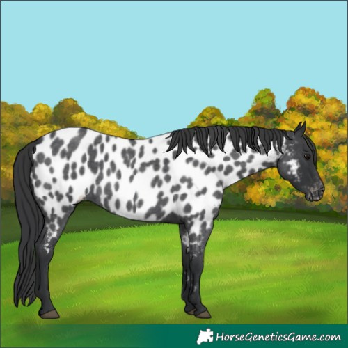 Horse Color:Unknown 