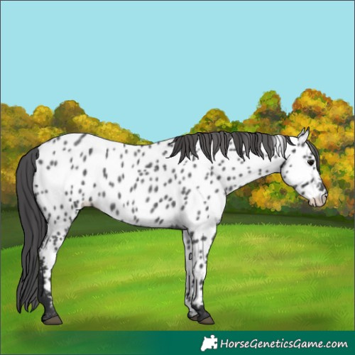 Horse Color:Unknown 