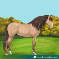Horse Color:Amber Champagne Splash 
