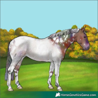 Horse Color:Nacre White Spotted Brown Tobiano