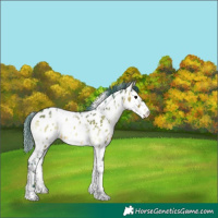 Horse Color:Watercolor White Spotted Brown Onyx Appaloosa 