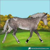Horse Color:Platinum Chocolate Palomino Appaloosa Rabicano 