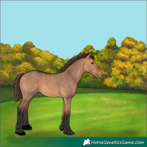 Horse Color:Bay Dun Appaloosa 