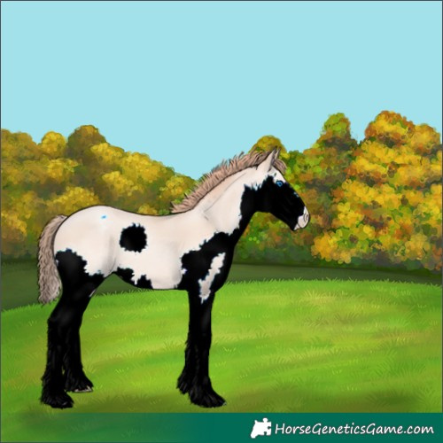 Horse Color:Classic Champagne Pearl Splash Appaloosa 
