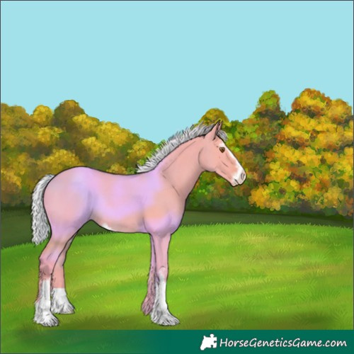 Horse Color:Watercolor Silver Grullo Sabino Appaloosa