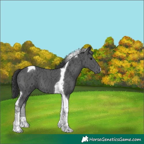 Horse Color:Black Ice Tobiano 