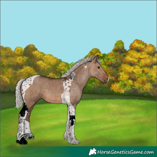 Horse Color:Silver Brown Dun Tobiano 