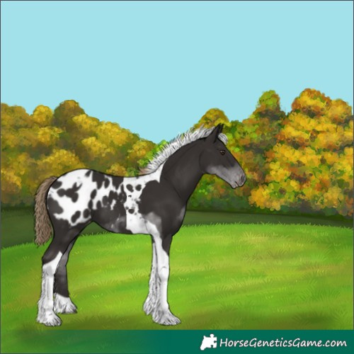 Horse Color:Liver Chestnut Tobiano Appaloosa 