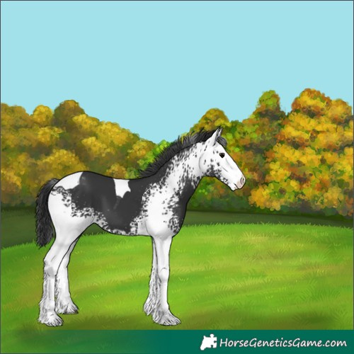 Horse Color:White Spotted Black Tobiano Appaloosa 