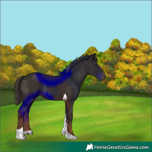 Horse Color:Liver Chestnut Tobiano 