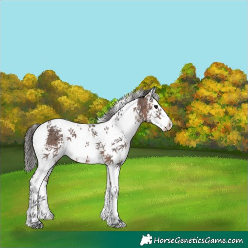 Horse Color:White Spotted Bay Ice Tobiano 