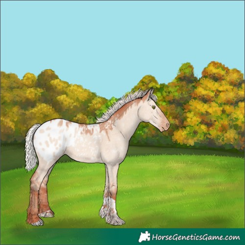 Horse Color:Silver Amber Champagne Dun Tobiano Appaloosa 