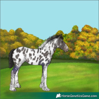 Horse Color:White Spotted Liver Chestnut Ice Tobiano Appaloosa 