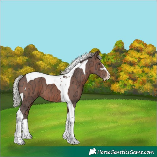 Horse Color:Silver Brown Ice Sabino Tobiano 