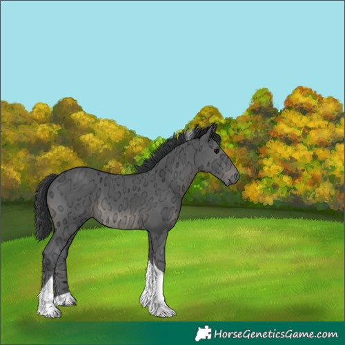 Horse Color:Black Ice Tobiano 