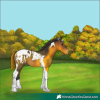 Horse Color:Brown Tobiano Appaloosa 