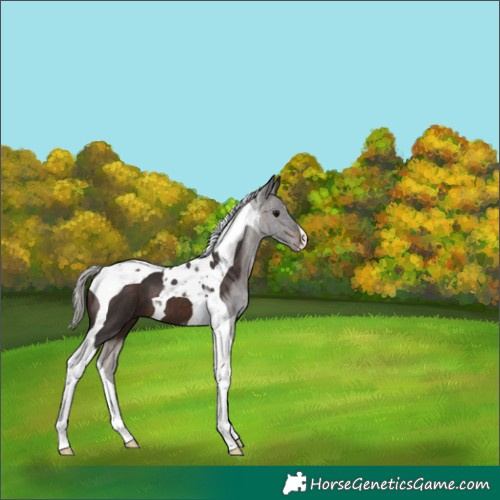 Horse Color:Silver Brown Tobiano 