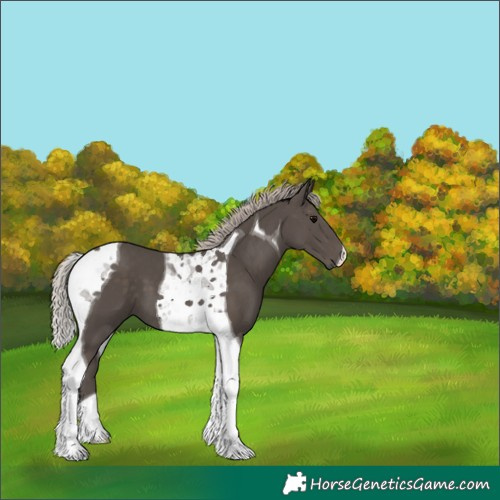 Horse Color:Silver Black Tobiano 