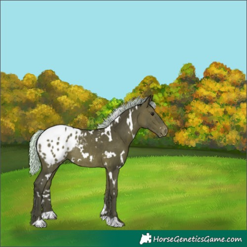 Horse Color:White Spotted Silver Bay Appaloosa Rabicano 