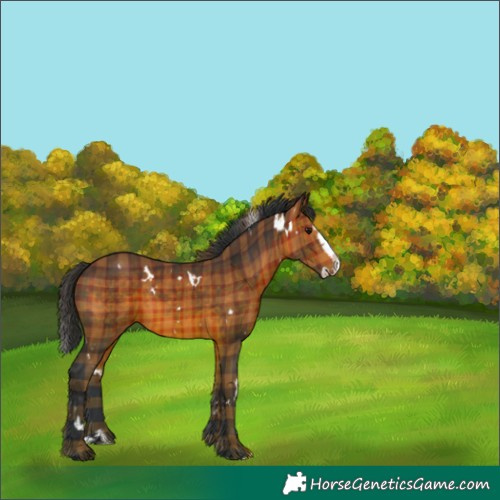 Horse Color:Plaid  White Spotted Brown Splash Rabicano 