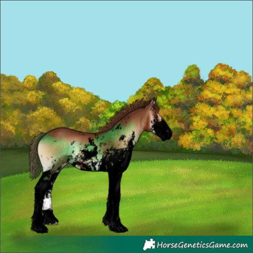 Horse Color:Void Red Onyx Sabino Appaloosa 