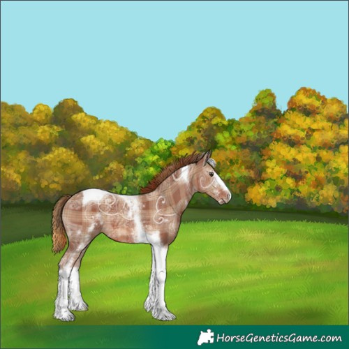 Horse Color:Plaid  White Spotted Chestnut Ice Tobiano 