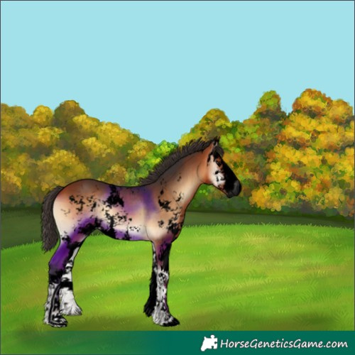 Horse Color:Void Bay Onyx Sabino 