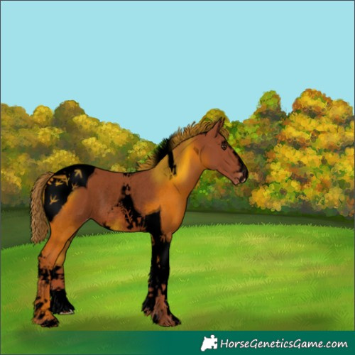 Horse Color:Void Chestnut Sabino Tobiano Appaloosa Rabicano 