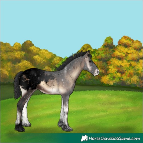 Horse Color:Void Bay Onyx Sabino Tobiano Appaloosa 