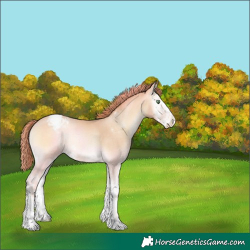 Horse Color:Buckskin Pearl Onyx Sabino Appaloosa 