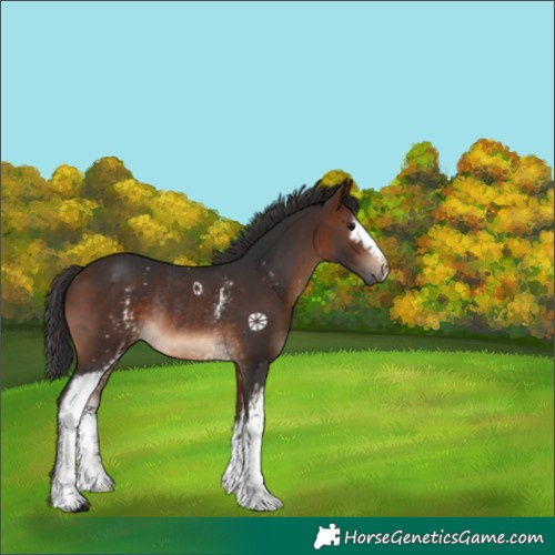 Horse Color:White Spotted Brown Rabicano 