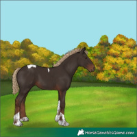 Horse Color:Liver Chestnut Tobiano 